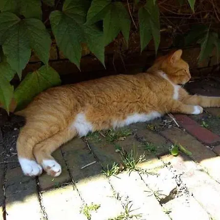 Unterm Reetdach مزرعة للإقامة Melau