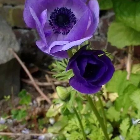 Unterm Reetdach * Melau