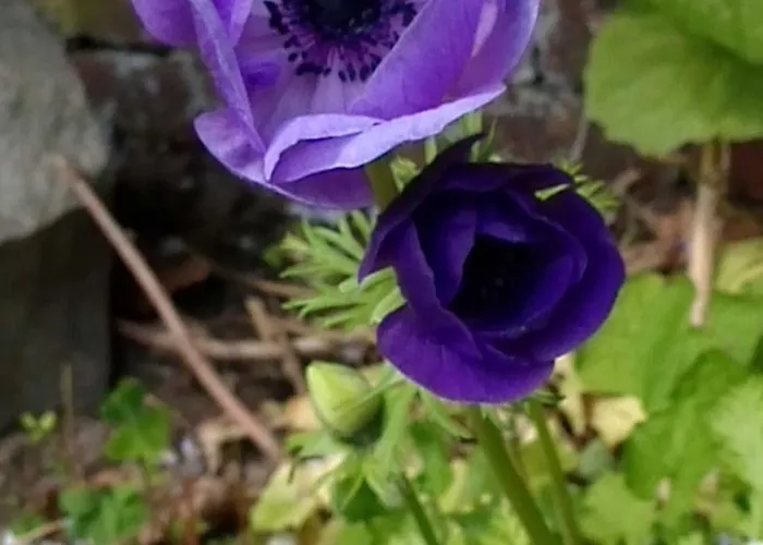 Unterm Reetdach * Melau